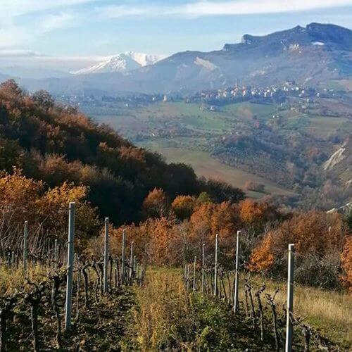Vigneto-Oasi-Le-Fratte